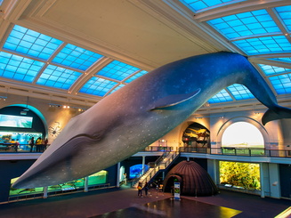 Photo inside the Natural History Museum of the Blue Whale