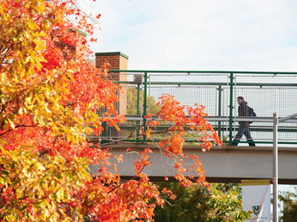 A student walks across a bridge on the Manhattan University campus near a bright orange tree