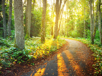 An old road through the green forest. 