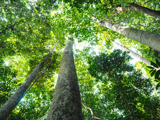 tropical forest background, natural forestation preservation