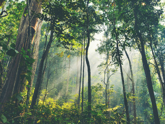 tropical forest background, natural forestation preservation scene