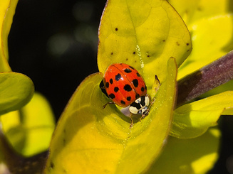 Ladybug on yellow leaf in natural environment