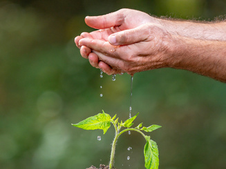 Planting scene with fresh sprout. Hands supporting new life in soil.