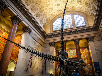 The Theodore Rooseveld Rotunda with its Iconic Barosaurus and Allosaurus Skeletons in the American Museum of Natural History