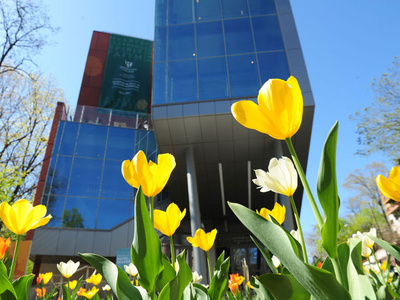 tulips blooming outside building on the campus of Manhattan University